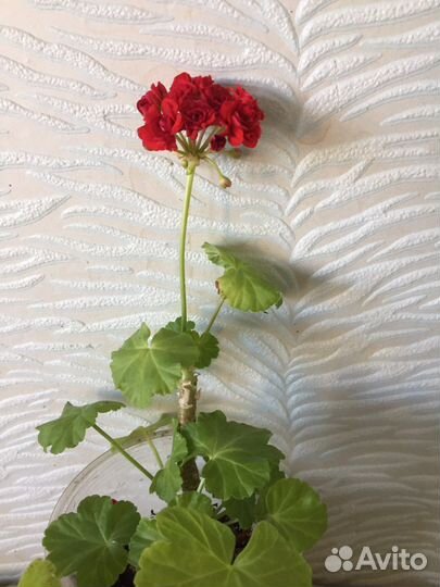 Пеларгония герань сортовая