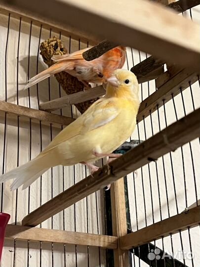 Кенара и канарейки