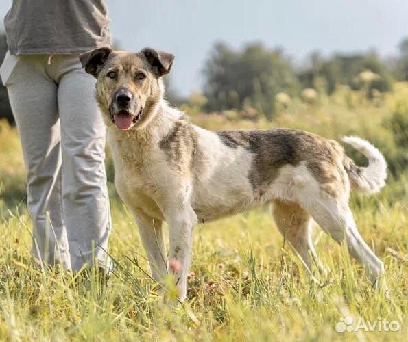 Метис среднеазиатской овчарки