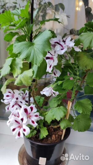 Пеларгония королевская герань