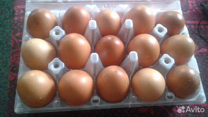 Яйца домашние бесплатная доставка