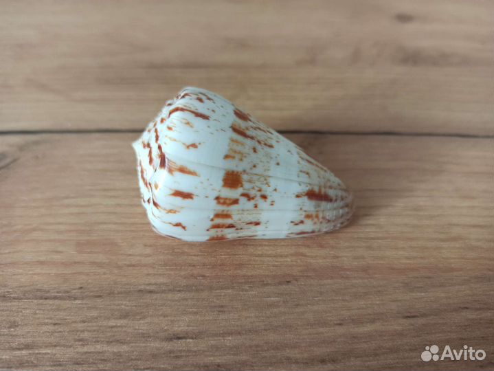 Морская раковина