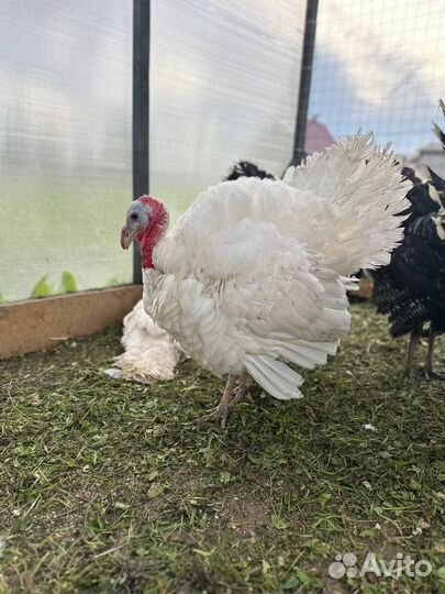 Индюки домашние