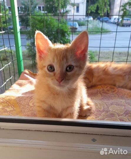 Ласковому рыжему котенку нужен дом
