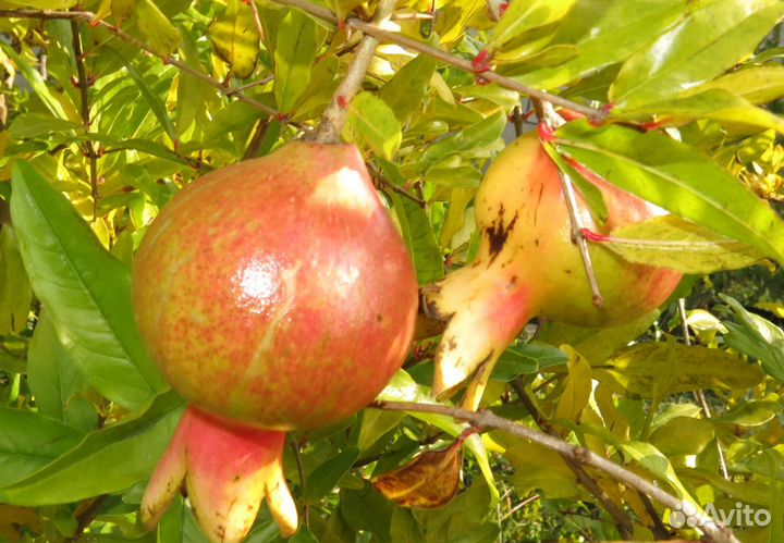 Саженцы крупного граната