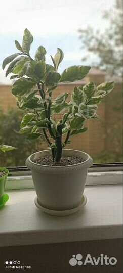 Педилантус вариегатный