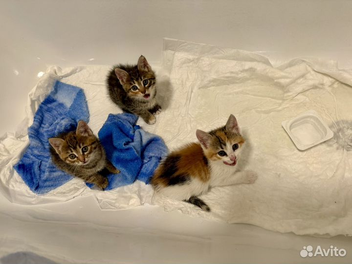 Котята в добрые руки даром
