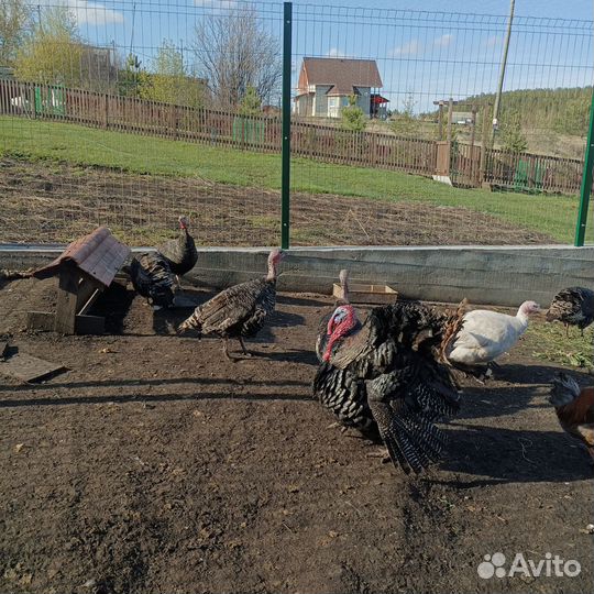 Индюк на племя
