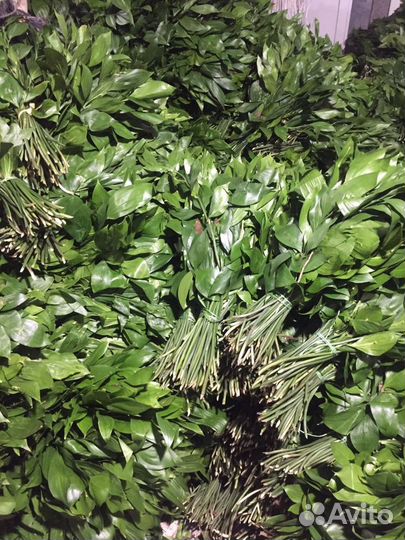 Кипарис, руксус