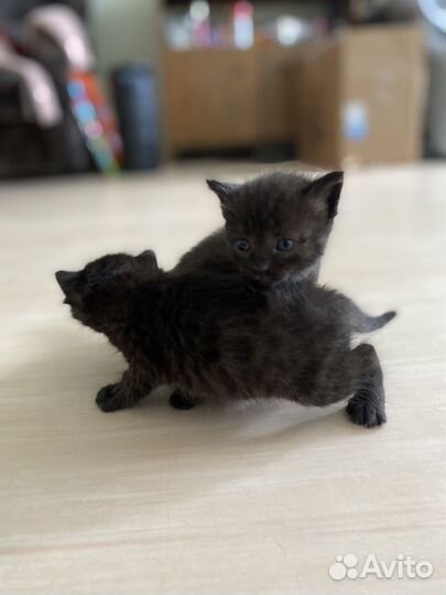 Котята