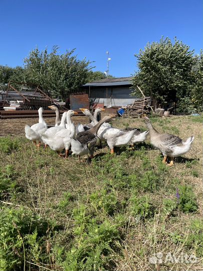 Гусь домашние