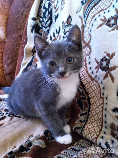 Котёнок ищет дом