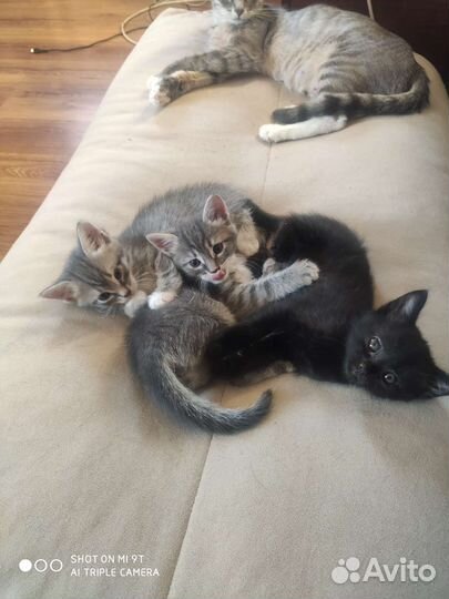 Котятки в добрые руки