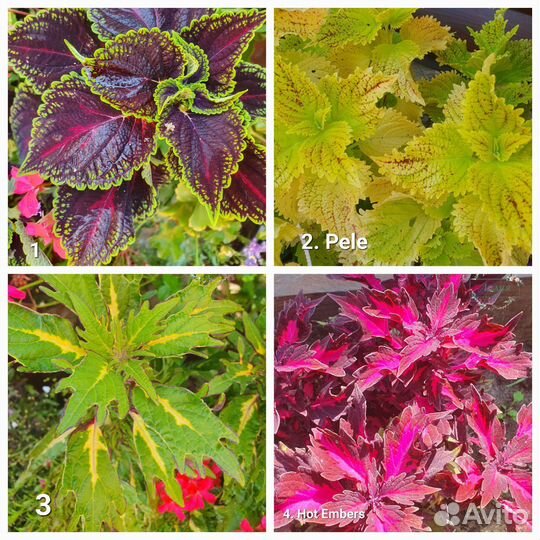 Колеусы сортовые, срезы