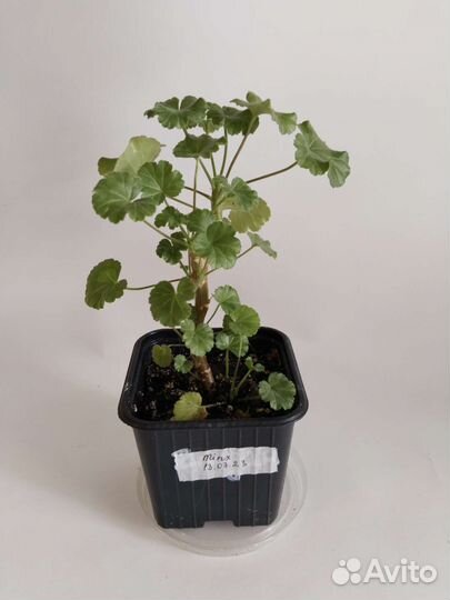 Пеларгонии черенки и взрослые растения