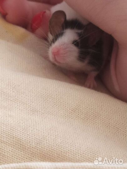 Японская мышь