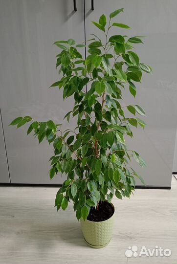 Фикус бенджамина