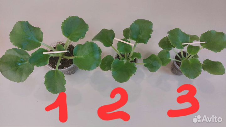 Сортовые фиалки(сенполии)