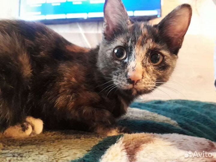 Котята(девочки) очень ищут дом. Москва(Одинцово)