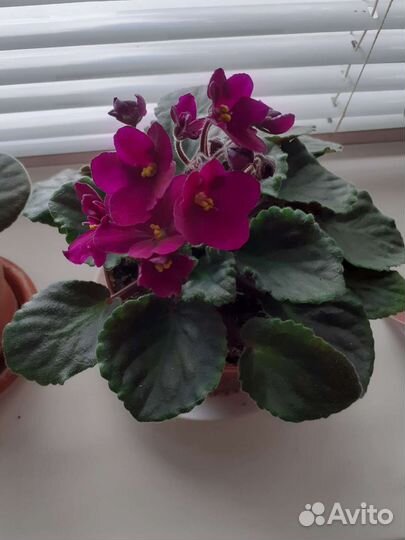 Сортовые фиалки