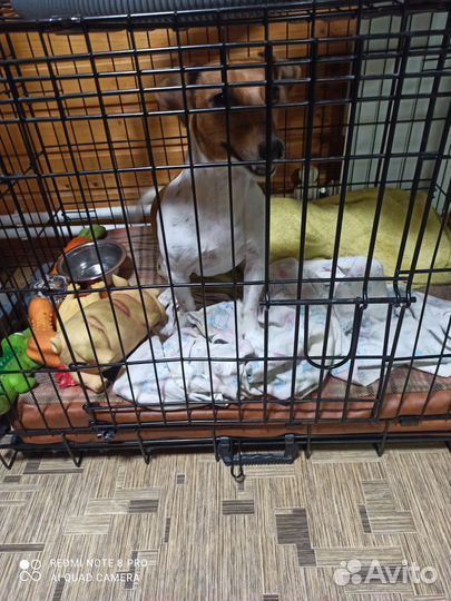 Собака джек рассел терьер девочка 2 года