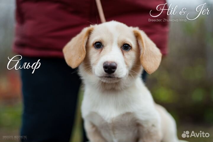 Собака для души