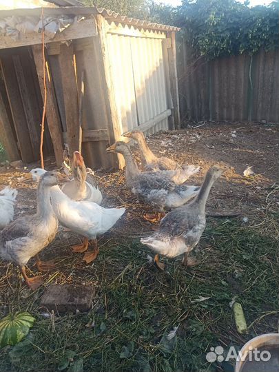 Гусята подрощенные на завод 1000ршт