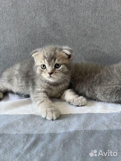 Шотландские котята