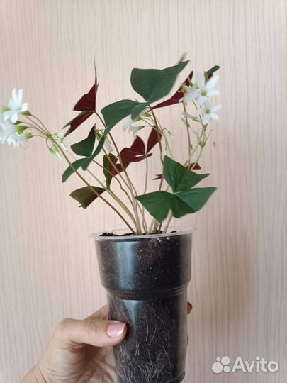 Кислица-бабочки зелёные