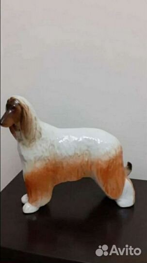 Афганская борзая