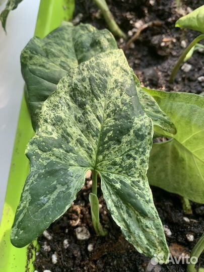 Сингониум 3 сорта