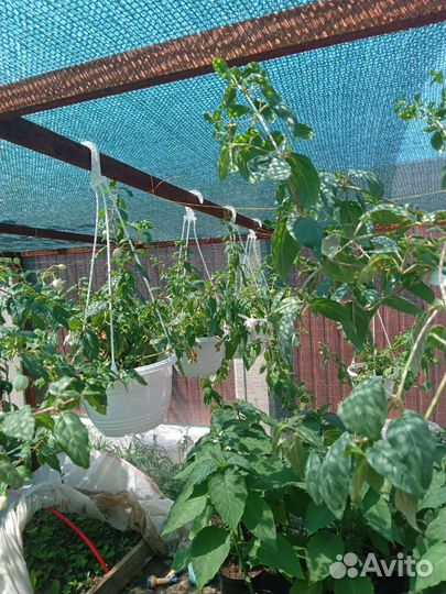 Взрослые фуксии