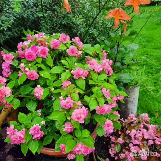 Бальзамин махровый гибрид/м.Отрадное