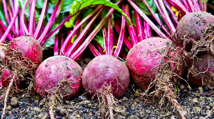 Свекла опт от 1 т