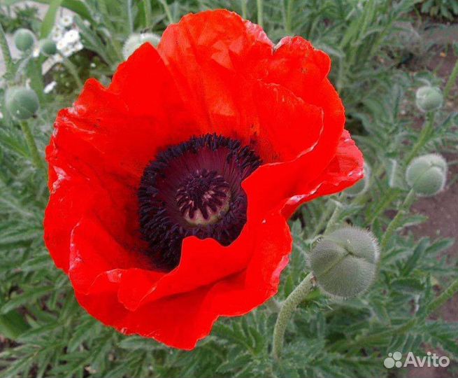 Красный мак Садовый