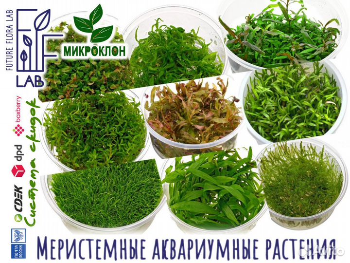 Аквариумные растения – меристема – 70 видов