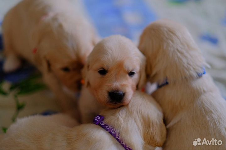 Золотистый ретривер щеночки