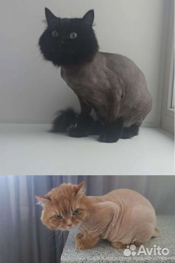 Стрижка кошек груминг