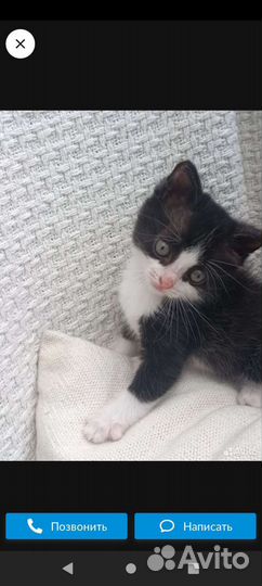 Любимый котенок