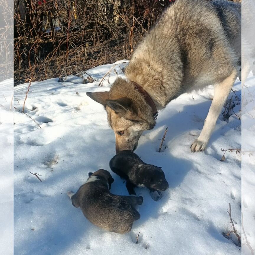 Западно сибирская лайка