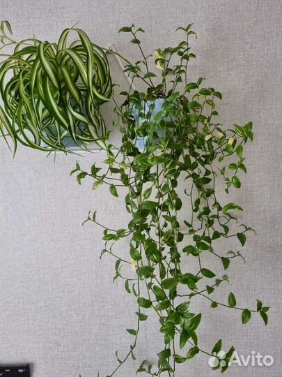 Традесканция