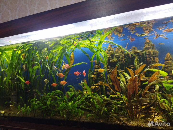 Аквариум