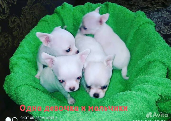 Щенки чихуахуа