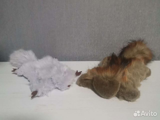 Белка летяга