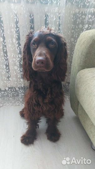 Вязка английский кокер спаниель