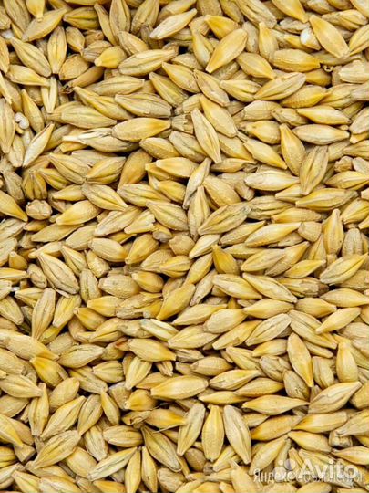 Зерно Ячмень