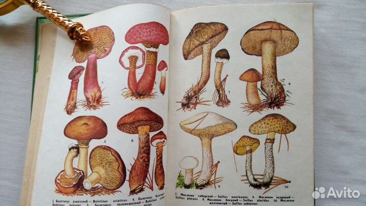 Книга Съедобные грибы Дальн вост Васильева 78 г