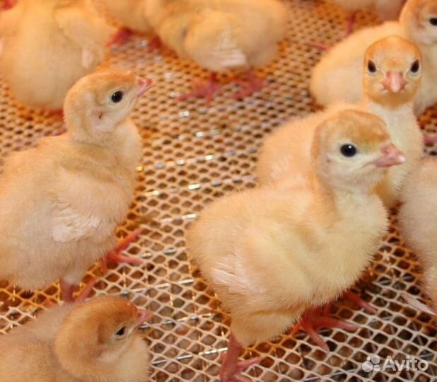 Индюшата Биг6 в наличии