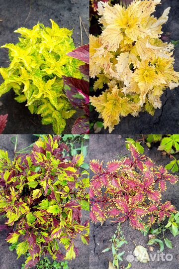 Черенки колеусов