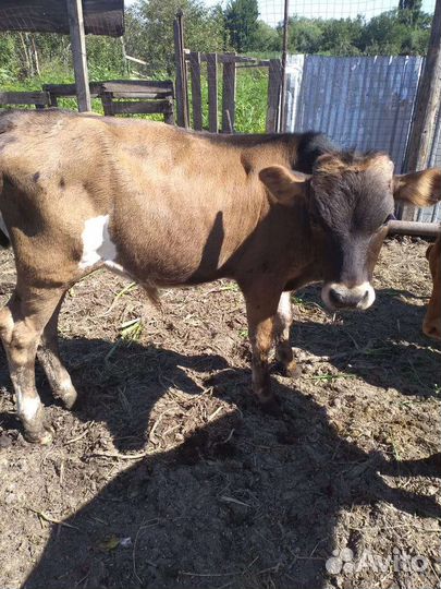 Быкок и телка